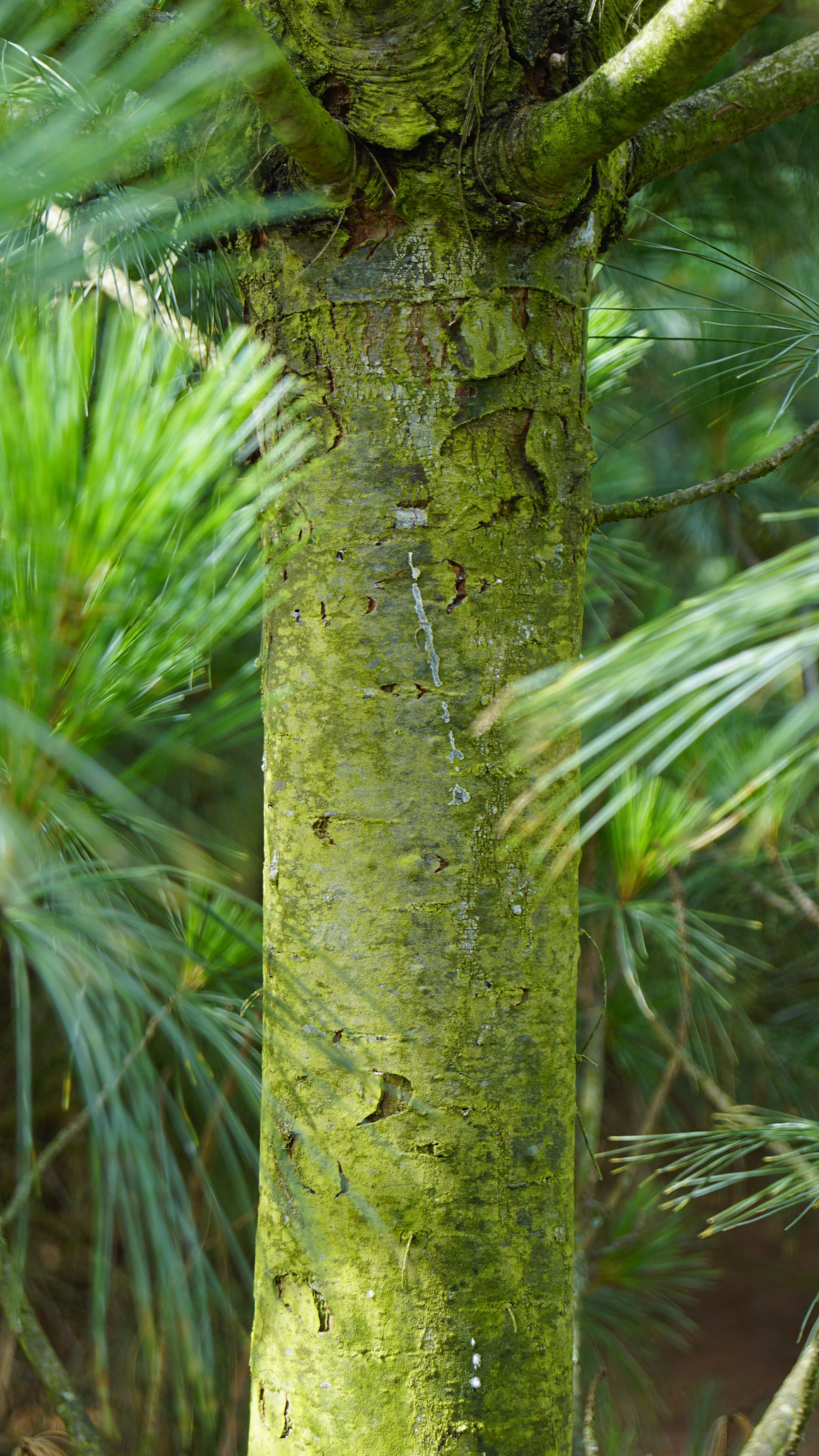 Pinus wallichiana (2)